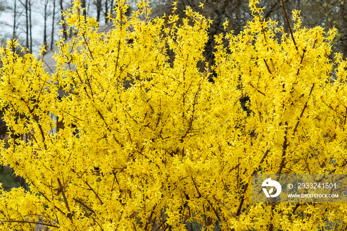 Yellow bush, bloom, spring. Beautiful forsythia bush bloom in springtime.