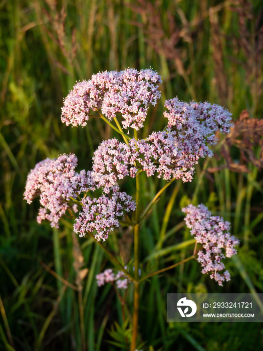 Valeriana officinalis pink flowers on the summer meadow