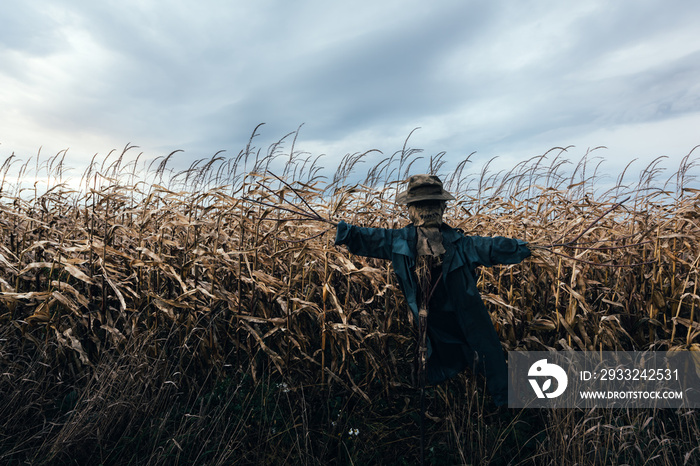 Scary scarecrow in a hat on a cornfield in cloudy sky background. Halloween holiday concept