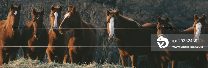 Quarter horse banner of young mares in field closeup to fence looking at camera.