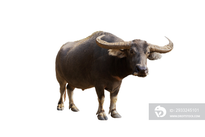 Male Thai buffalo isolated from white background clipping path
