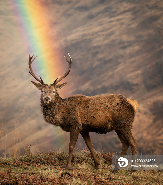 Red Deer Stag and a rainbow behind shines down between the antlers as the stag looks at the camera