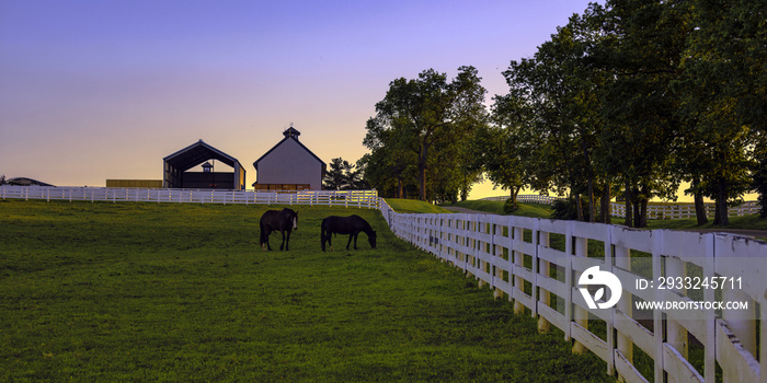Horse farm at dawn