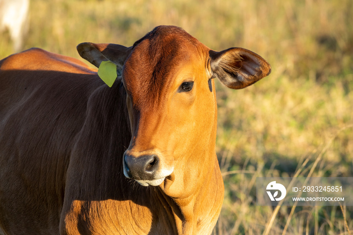 Nelore cattle in the pasture