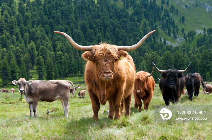 奥地利蒂罗尔阿尔姆草原上的苏格兰高地牛