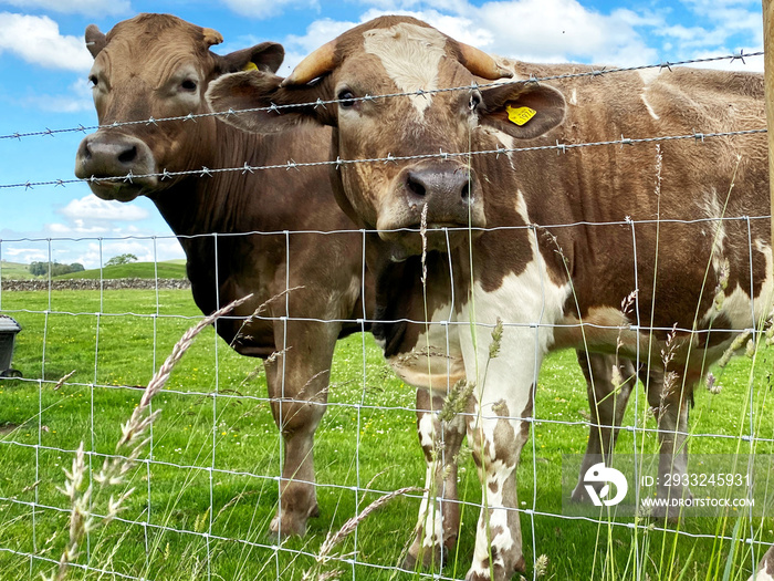 Two cows, looking over the fence, in a green pasture near, Hetton, Skipton, UK