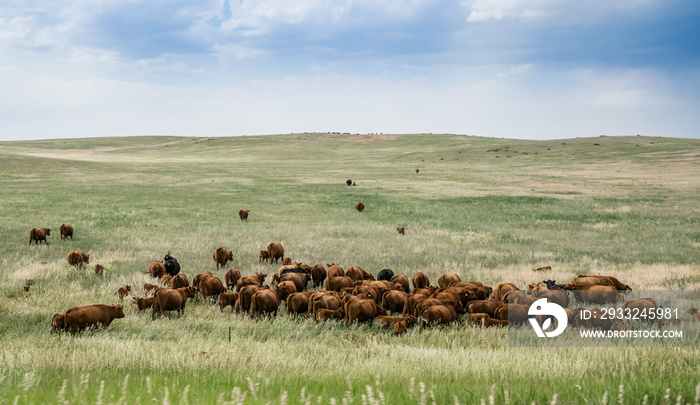科罗拉多州广阔的田野上放牧的牛群。美国的乡村景观