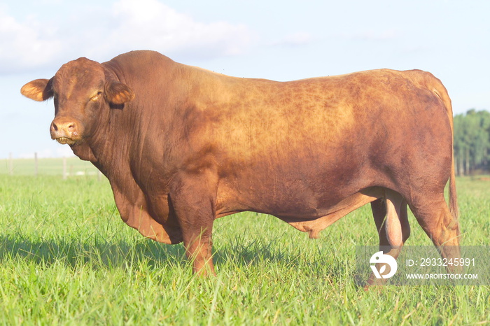 touro raça brangus - touro red angus