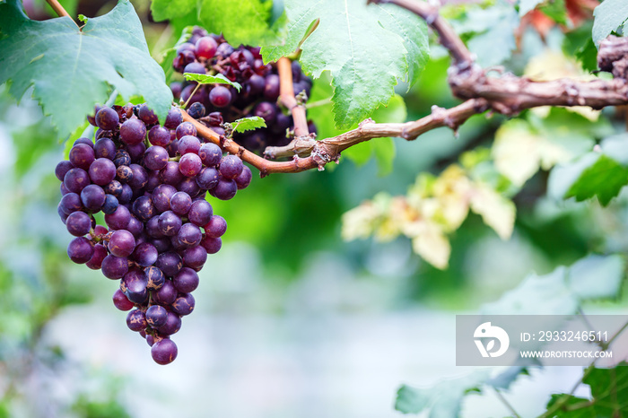 Close-up of bunches of ripe red grapes on the vine