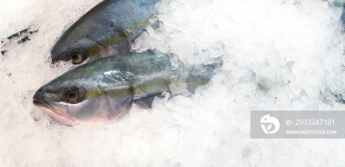Fresh hamachi, buri or Japanese yellow tail fish freezing on ice for sale at seafood market or super