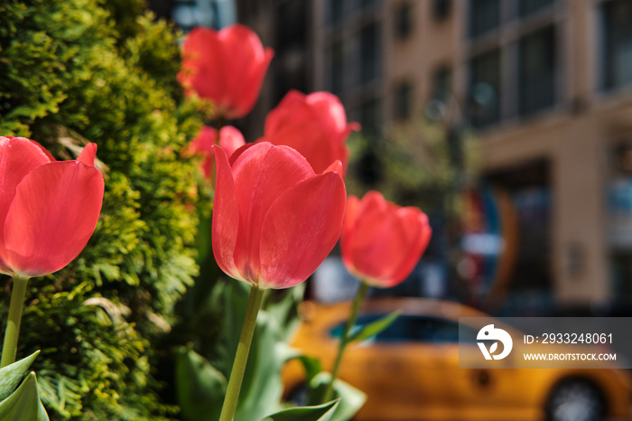 Red tulips in New York City in spring.