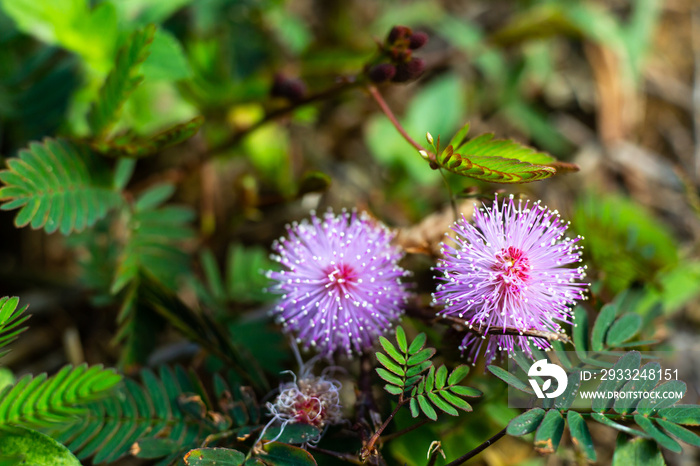 Sensitive plant, Sleepy plant, The touch-me-not, Mimosa pudica plants and  purple flower, Close up &