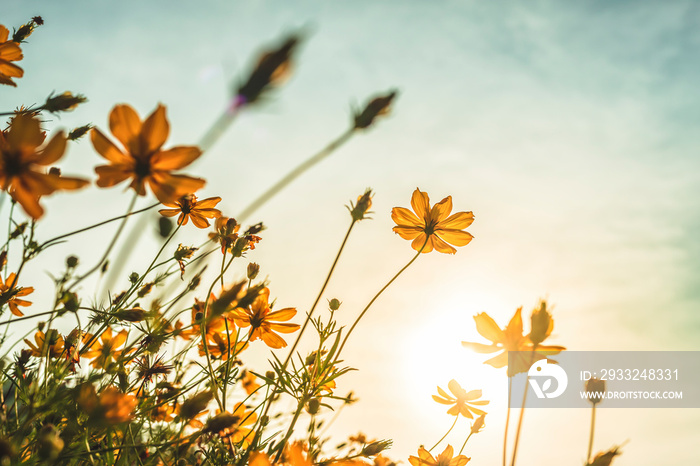 Yellow sulfur Cosmos flowers in the garden of the nature with blue sky with vintage style.