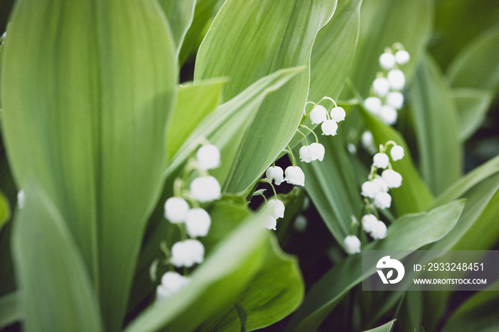 lilies of the valley