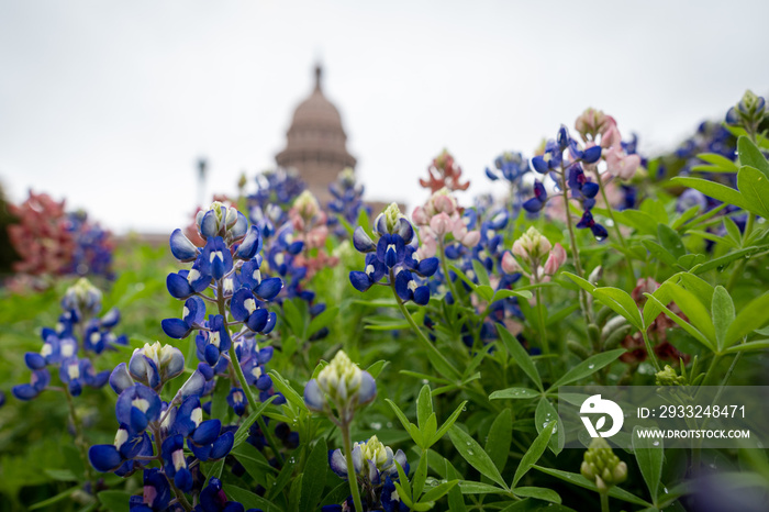 Blue Bonnets in front of blurred out of focus Texas capitol building with water droplets on leaves