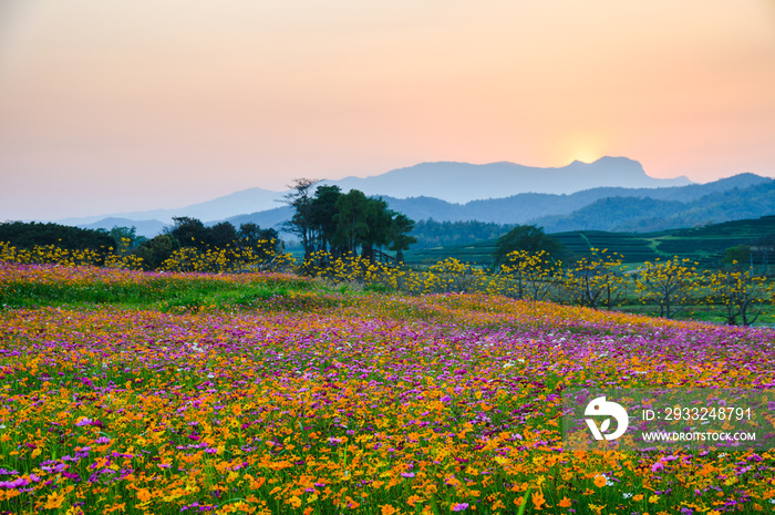 Colorful cosmos flower blooming on hill