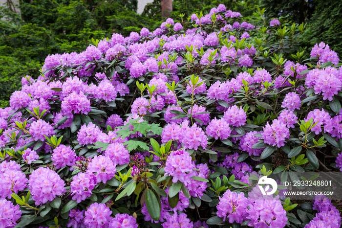 杜鹃花丛绽放