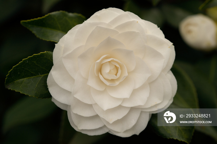 white camellia in bloom