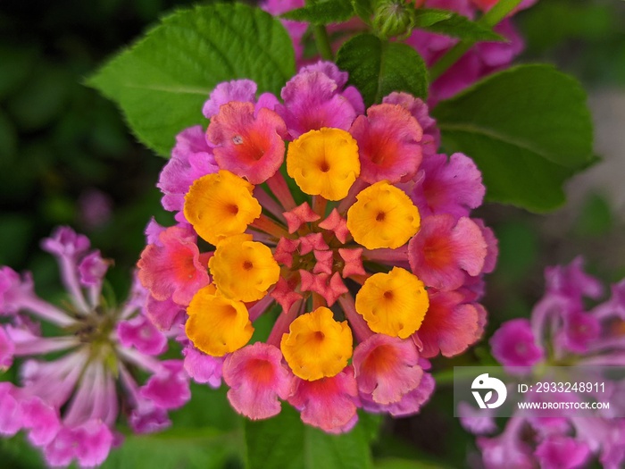 Red flowers - Common lantana flowers with blurry background