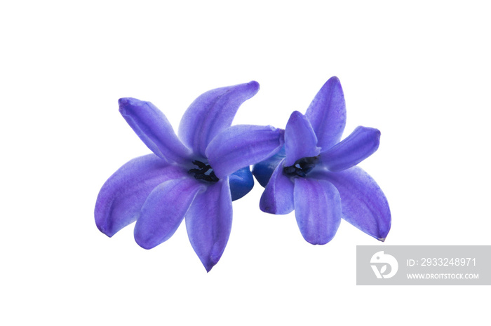 hyacinth flower isolated