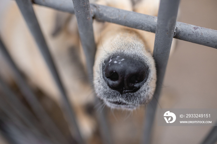 dog at the shelter