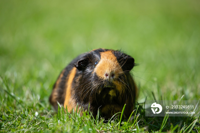 Guinea pig (Cavia porcellus)