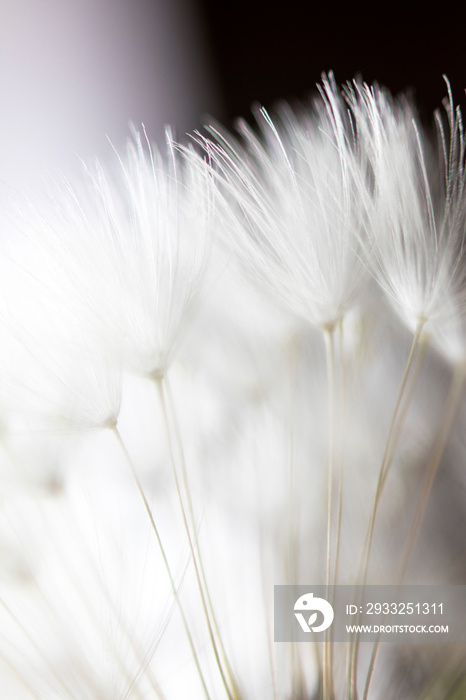 Abstract macro photo, White dandelion with drops of water