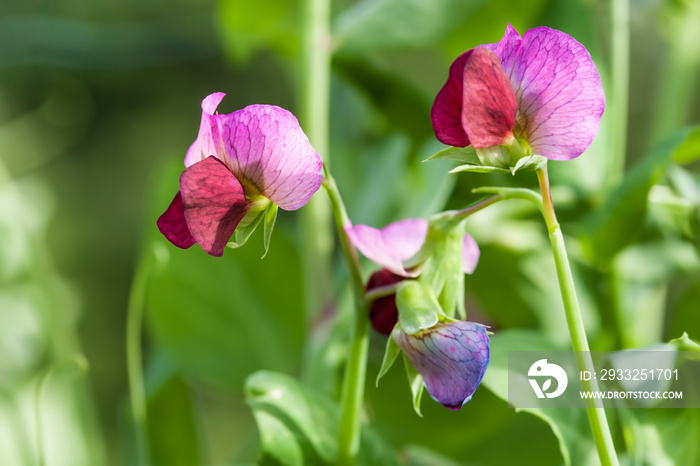 Photo flowering sweet pea