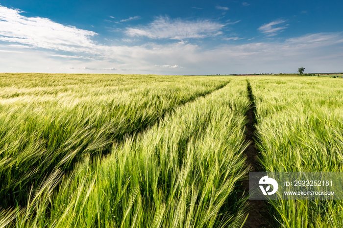 Ears of grain on green field in summer Poland