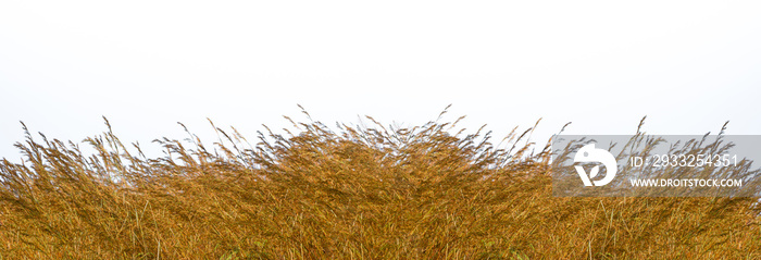 Tall yellow wild grass against an isolated white sky ,background.