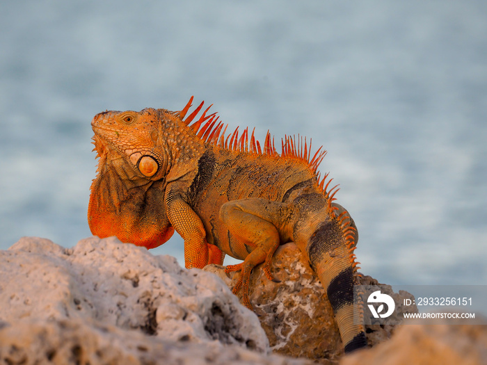 Large Red Iguana with extended Dewlap in rocks