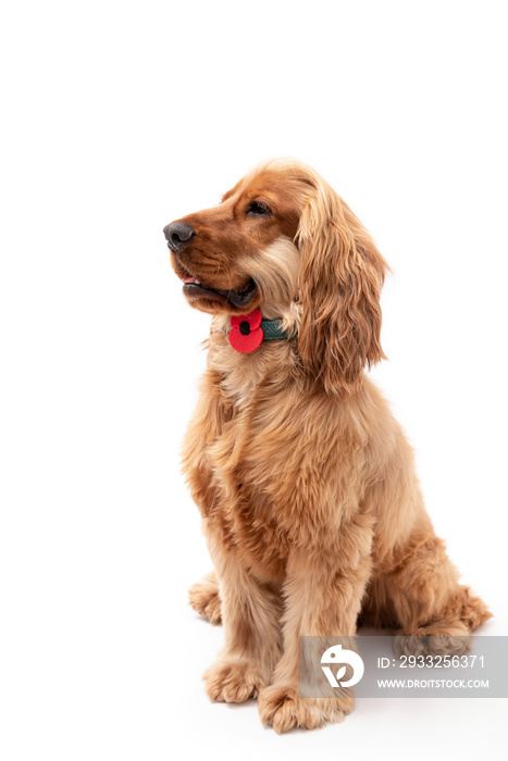 Cocker Spaniel Wearing Poppy