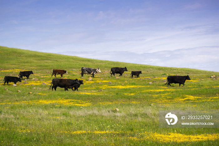 Cattle grazing among spring wildflowers, south San Francisco bay, California