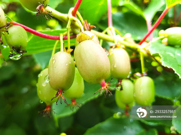 耐寒猕猴桃（德语中Kiwibeeren也叫迷你猕猴桃）Actinidia arguta