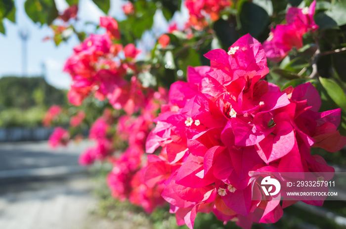 red bougainvillea flowers