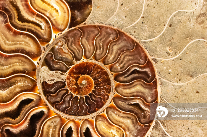 Ammonite , Prehistoric fossilized mollusk , an extinct marine animal.