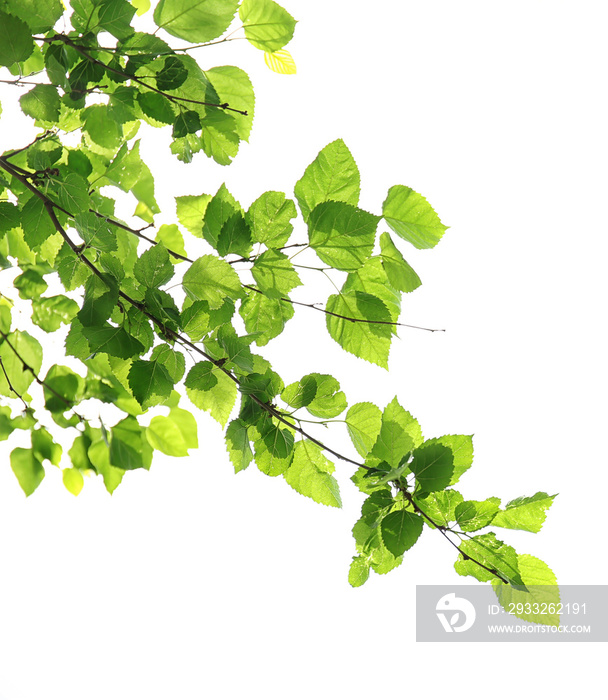 Green branches isolated on white