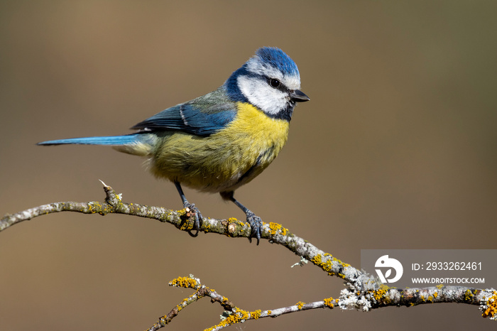 blue tit, (Cyanistes caeruleus), perched on the branch of a tree