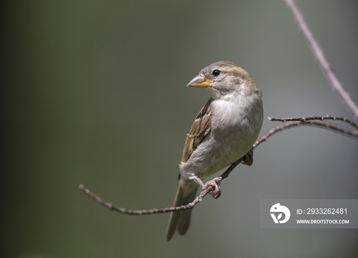 A female House sparrow (Passer domesticus) perched on a tree branch. Behind the bird a beautiful gre