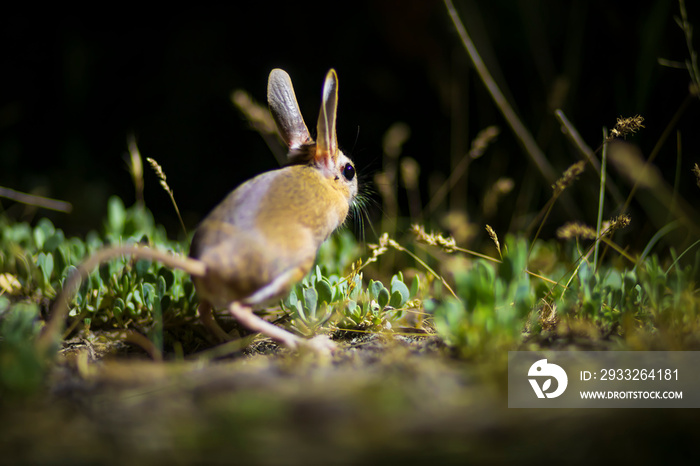 Cute animal. Williams Jerboa, Allactaga williamsi. Green nature habitat background.