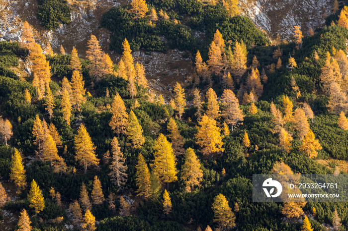 Yellow larch trees with pine dwarf