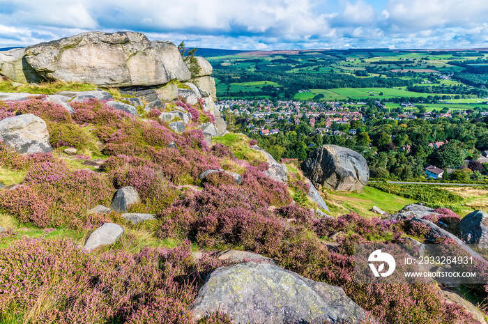 A view of purple heather on a rock summit on Ilkley moor above the town of Ilkley Yorkshire, UK in s