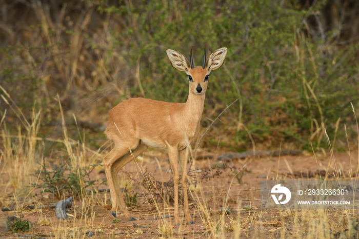 Steenbok - Raphicerus campestris, small shy beautiful antelope from African savannah and bushes, Eto