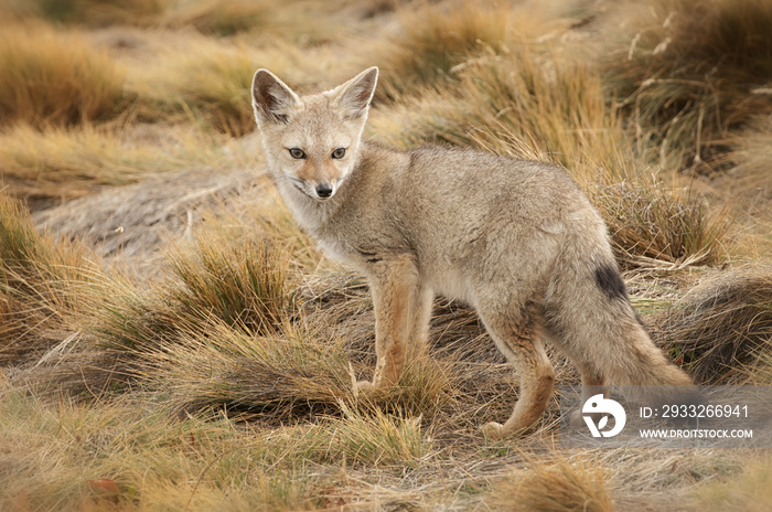 South American gray fox (kit);   Tierra del Fuego;  Chile;  South America