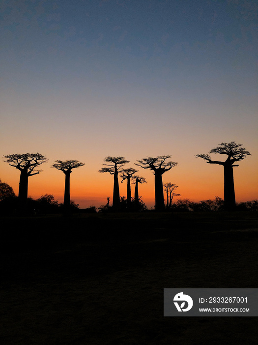 Baobab trees at sunset at the avenue of the baobabs in Morondava　(Madagascar)