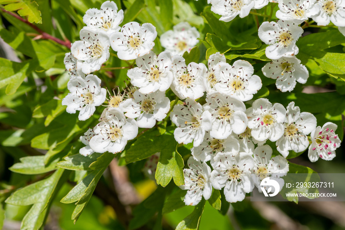 五月花（crataegus laevigata）开花特写