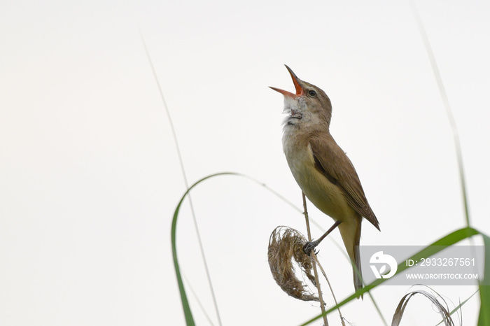 Singing Great Reed Warbler (Acrocephalus arundinaceus)