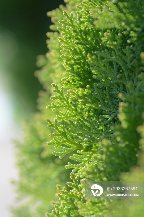 Japanese cypress (Hinoki leaf)