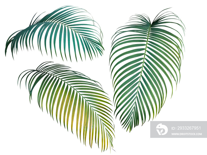 绿色和黄色棕榈叶集合，白色背景上隔离的热带植物，修剪路径