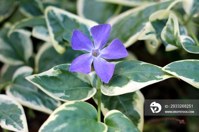 Bigleaf periwinkle or Vinca major or Large periwinkle or Greater periwinkle or Blue periwinkle everg